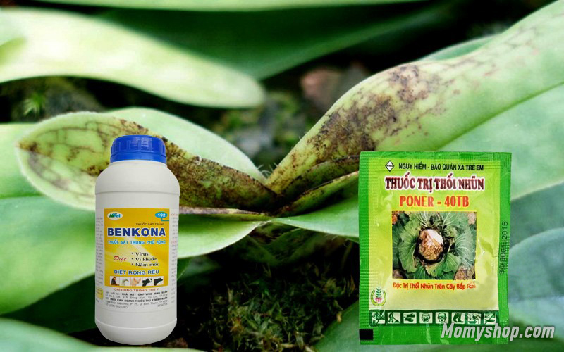Bộ đôi phân thuốc cực kỳ hữu hiệu để trị bệnh thối đọt cho lan vào mùa hè