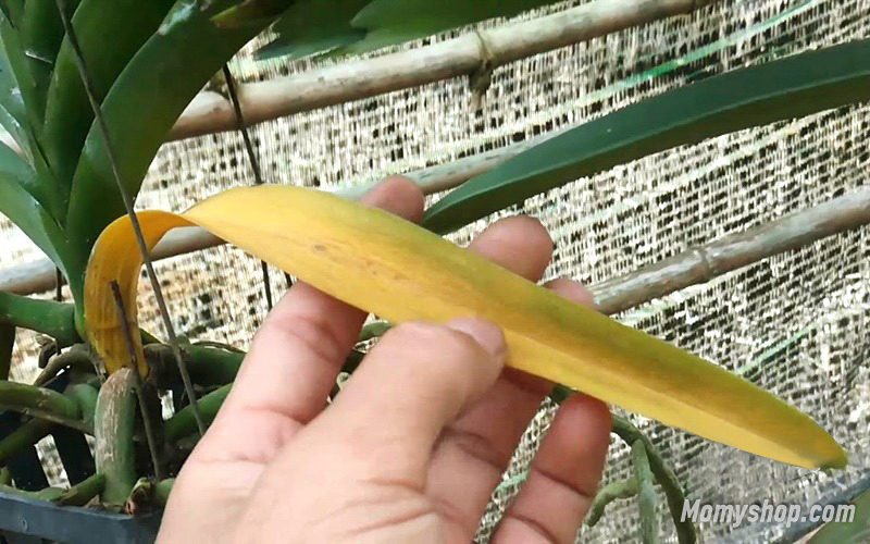 Dấu hiệu nhận biết bệnh vàng lá của hoa lan vào mùa hè