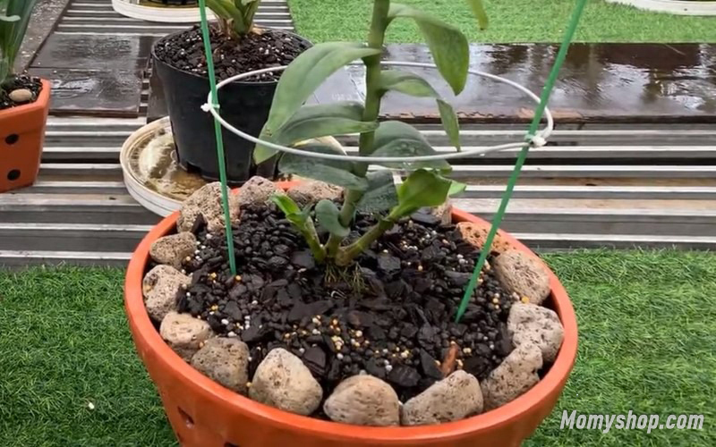 Đá bọt được gắn quanh thành chậu lan để giúp lan hạ nhiệt ngày hè nắng nóng