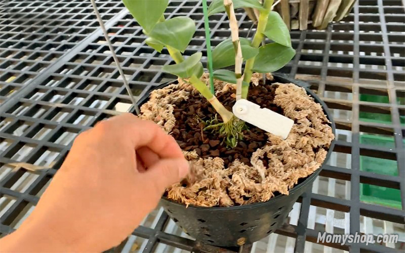Gắn thêm các loại rêu Chi Lê hoặc các loại rêu rừng để hạ nhiệt cho cây lan