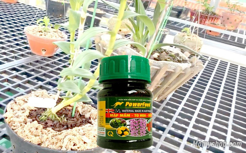 Phân hữu cơ Power Feed hoàn toàn phù hợp cho cây lan vào ngày hè nắng nóng nếu biết dùng đúng liều lượng