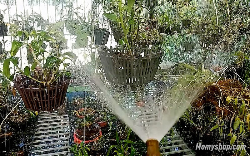 Sử dụng vòi xịt dạng tia để tưới cho vườn lan nhỏ và trung bình với cây lan đã trưởng thành